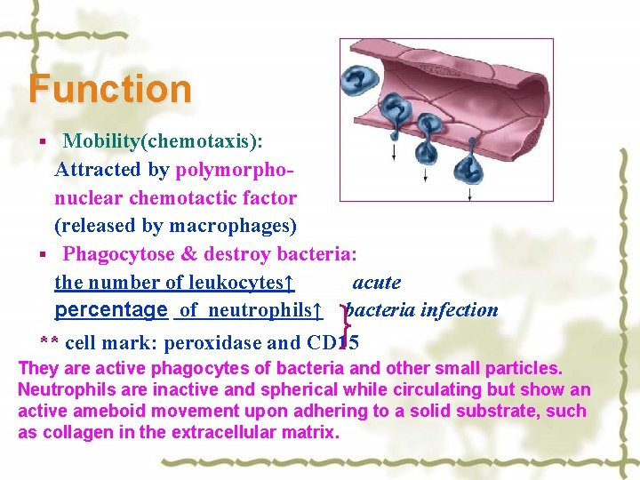 Function Mobility(chemotaxis): Attracted by polymorpho nuclear chemotactic factor (released by macrophages) § Phagocytose &