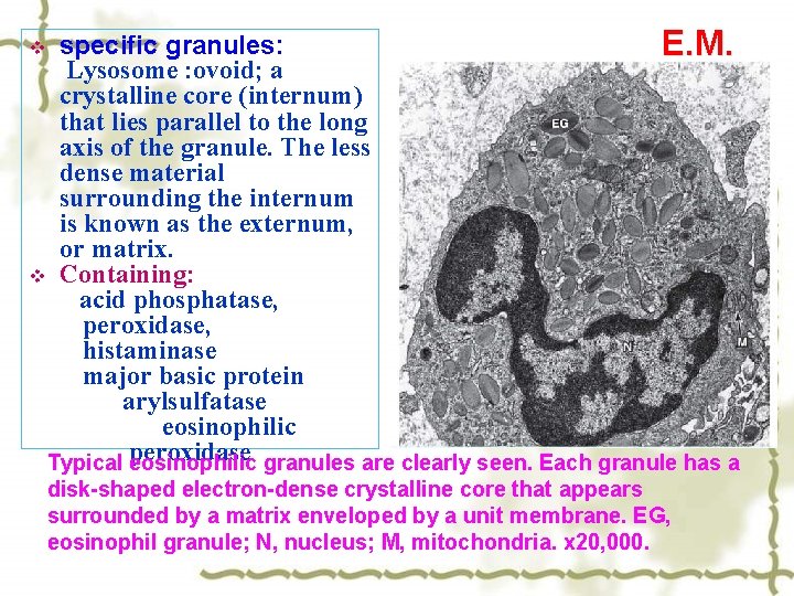 specific granules: E. M. Lysosome : ovoid; a crystalline core (internum) that lies parallel