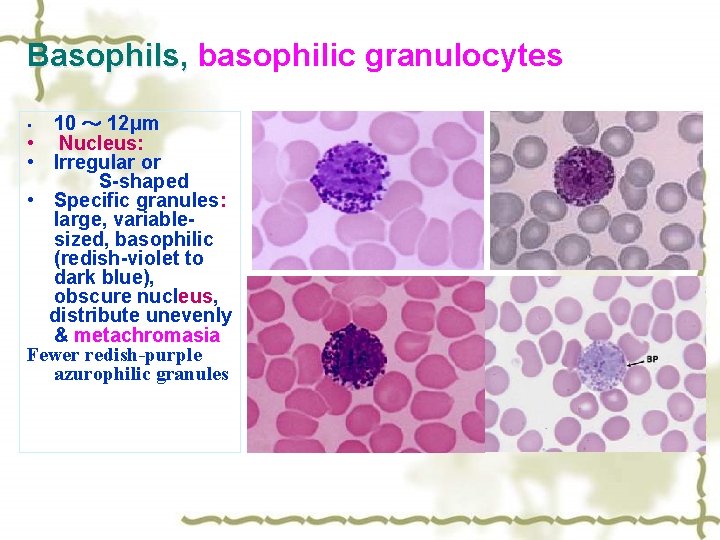 Basophils, basophilic granulocytes , 10 ～ 12μm • Nucleus: • Irregular or S-shaped •