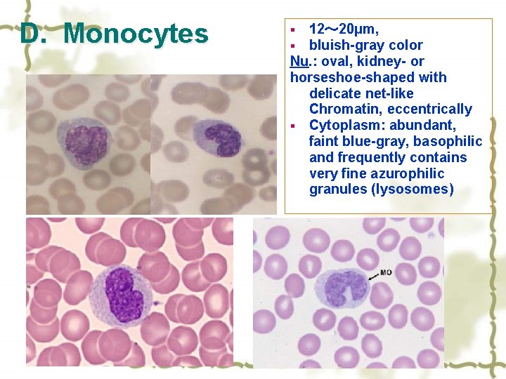 D. Monocytes 12～ 20μm, bluish-gray color Nu. : oval, kidney- or horseshoe-shaped with delicate