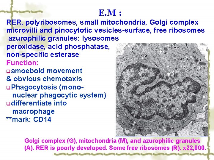  E. M : RER, polyribosomes, small mitochondria, Golgi complex microvilli and pinocytotic vesicles-surface,