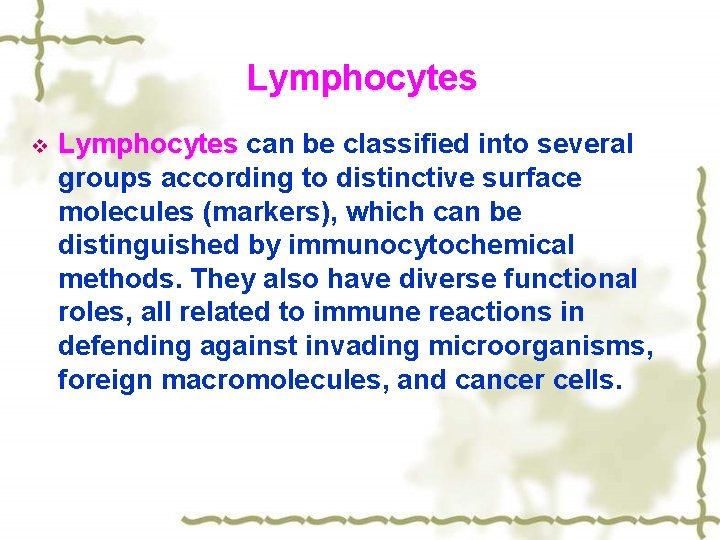 Lymphocytes v Lymphocytes can be classified into several Lymphocytes groups according to distinctive surface