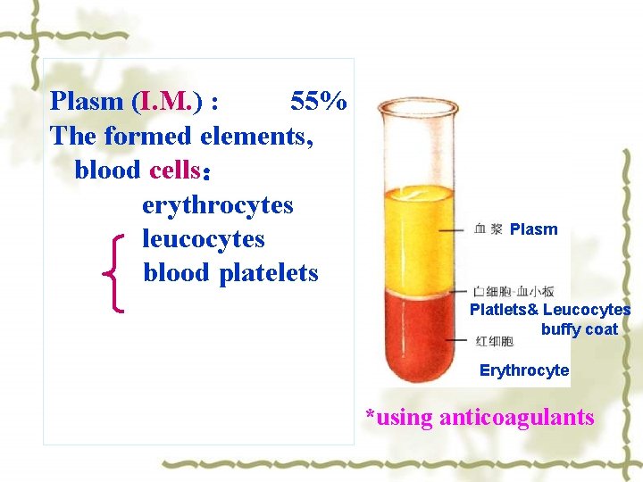 Plasm (I. M. ) : 55% The formed elements, blood cells： erythrocytes leucocytes blood