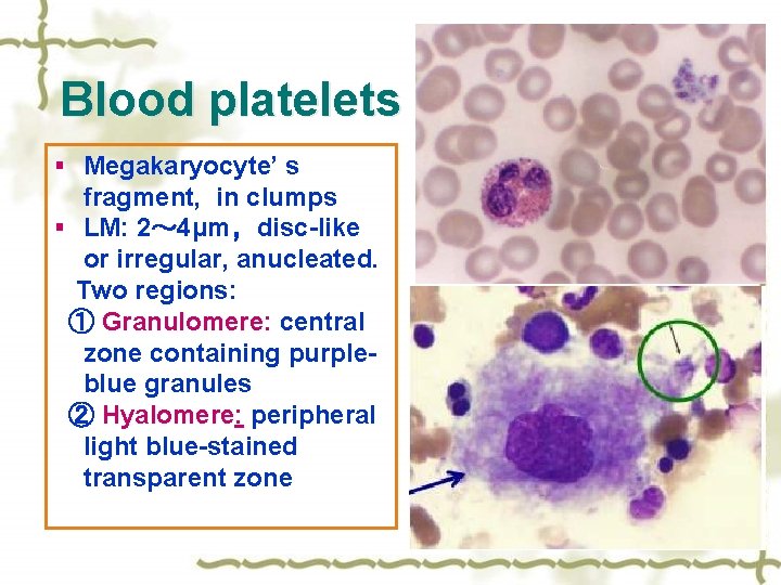 Blood platelets § Megakaryocyte’ s fragment, in clumps § LM: 2～ 4μm，disc-like or irregular,