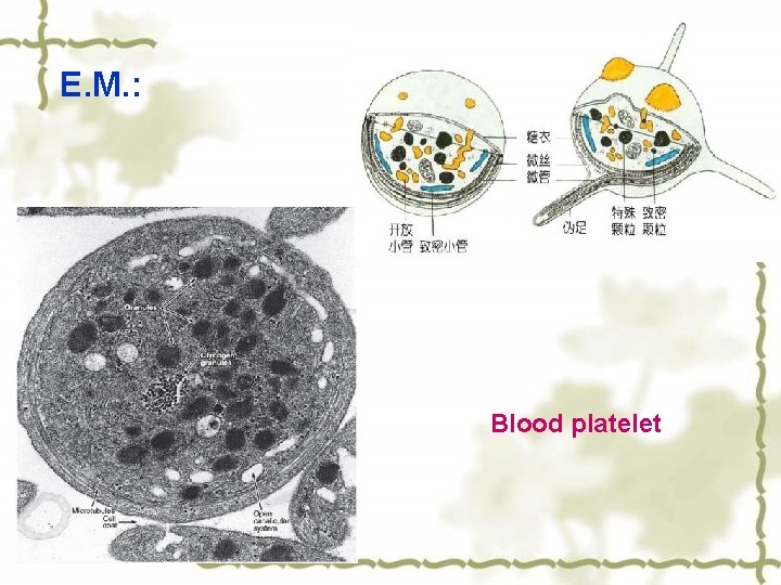 E. M. : Blood platelet 