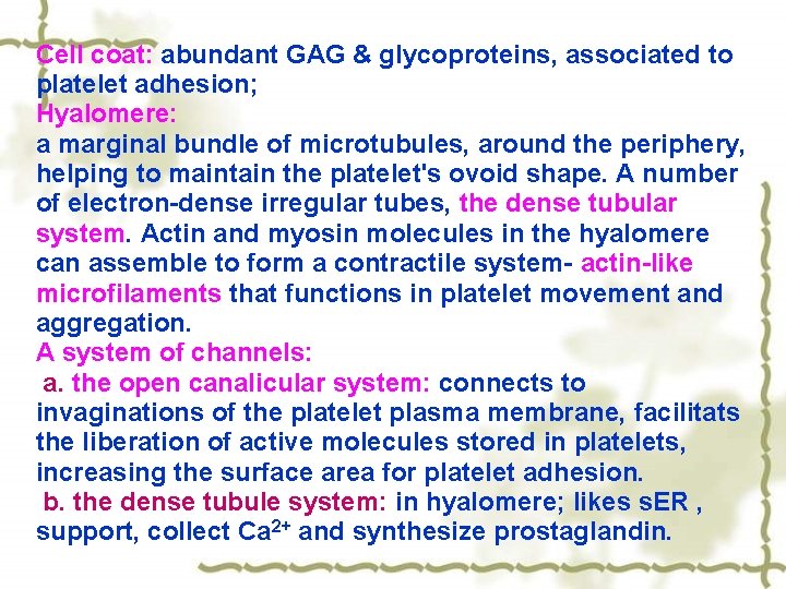Cell coat: abundant GAG & glycoproteins, associated to platelet adhesion; Hyalomere: a marginal bundle