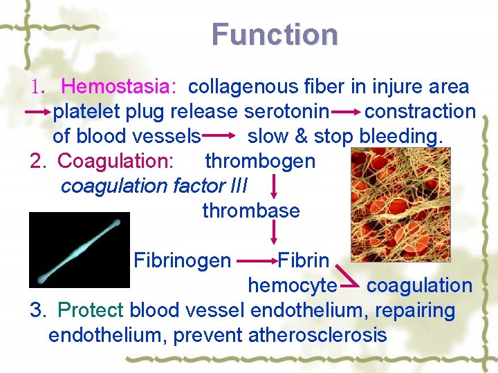 Function 1. Hemostasia: collagenous fiber in injure area platelet plug release serotonin constraction of