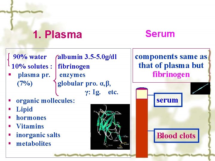 1. Plasma 90% water albumin 3. 5 -5. 0 g/dl 10% solutes : fibrinogen
