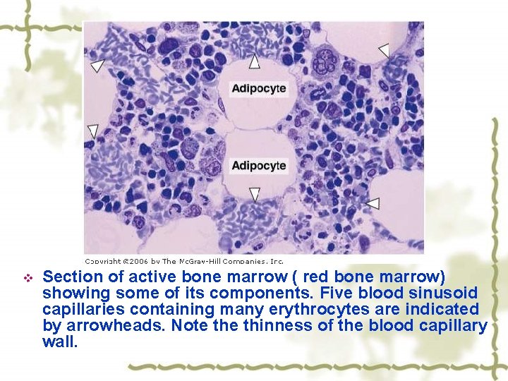 v Section of active bone marrow ( red bone marrow) showing some of its