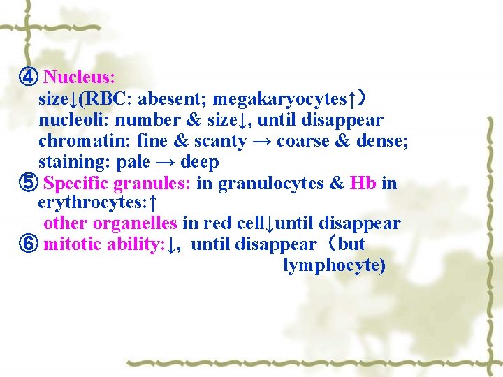 ④ Nucleus: size↓(RBC: abesent; megakaryocytes↑） nucleoli: number & size↓, until disappear chromatin: fine &