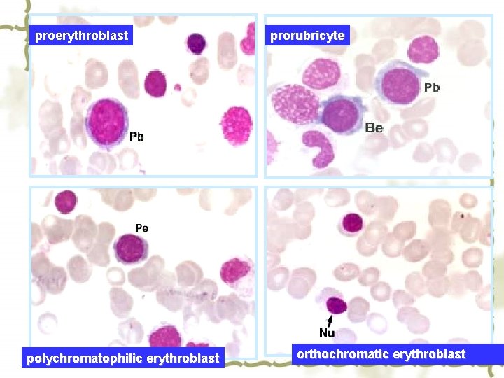 proerythroblast polychromatophilic erythroblast prorubricyte orthochromatic erythroblast 