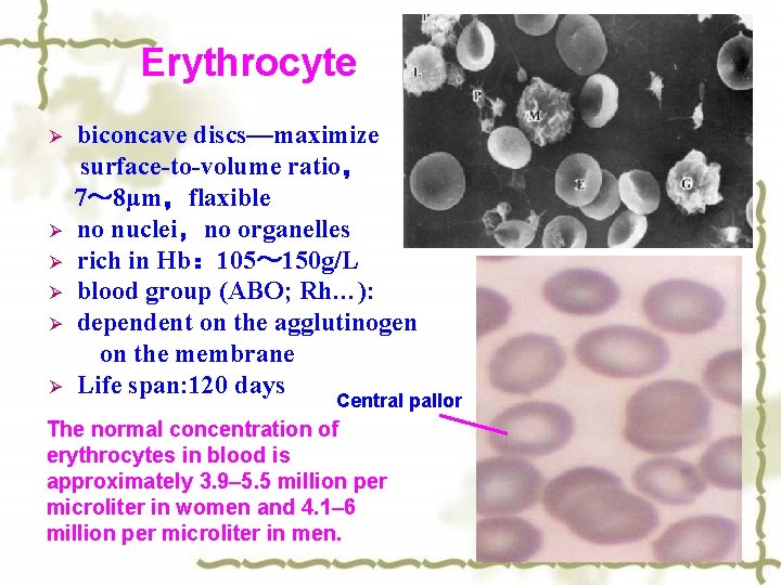 Erythrocyte biconcave discs—maximize surface-to-volume ratio， 7～ 8μm，flaxible Ø no nuclei，no organelles Ø rich in