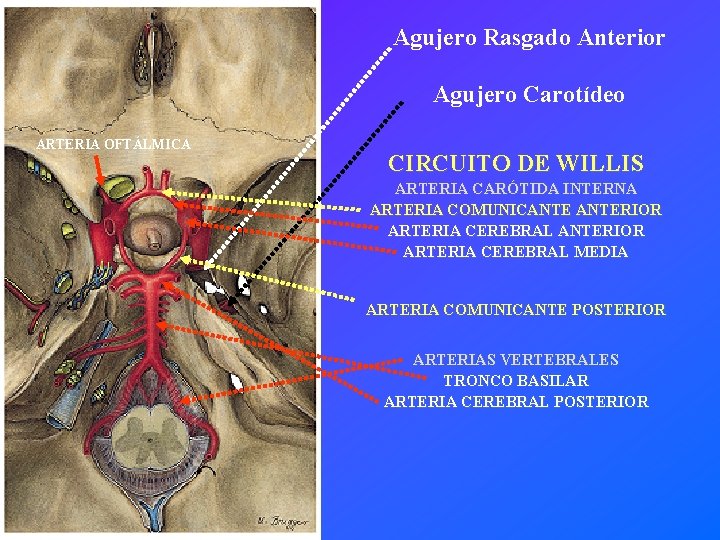 Agujero Rasgado Anterior Agujero Carotídeo ARTERIA OFTÁLMICA CIRCUITO DE WILLIS ARTERIA CARÓTIDA INTERNA ARTERIA