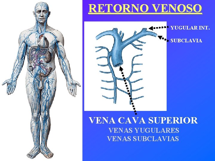 RETORNO VENOSO YUGULAR INT. SUBCLAVIA VENA CAVA SUPERIOR VENAS YUGULARES VENAS SUBCLAVIAS 