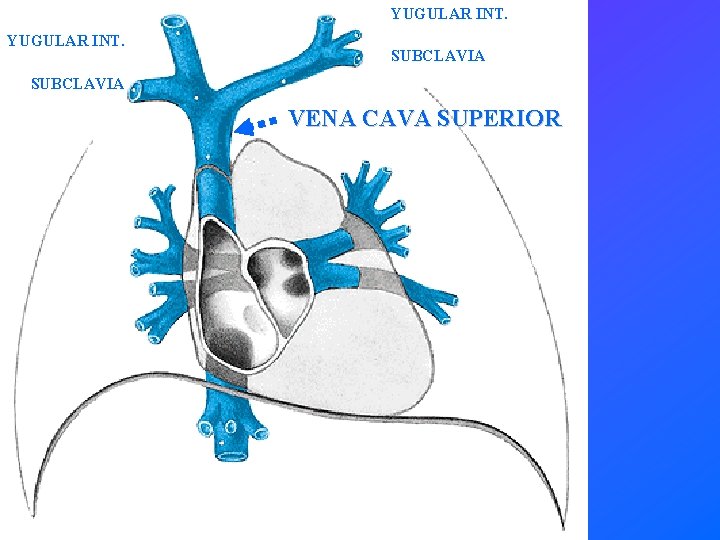 YUGULAR INT. SUBCLAVIA VENA CAVA SUPERIOR 