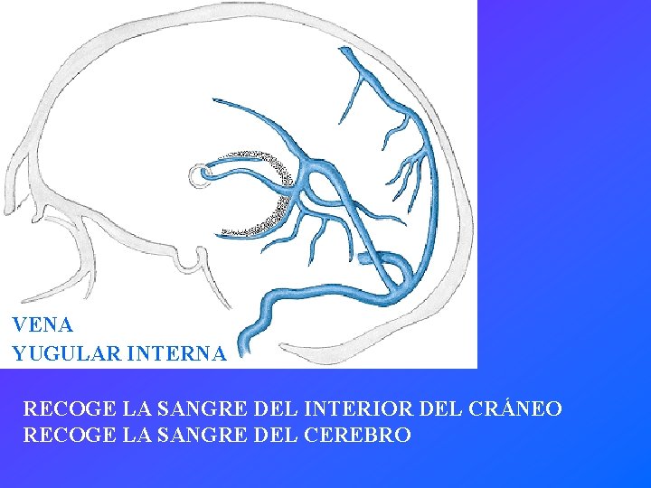 VENA YUGULAR INTERNA RECOGE LA SANGRE DEL INTERIOR DEL CRÁNEO RECOGE LA SANGRE DEL
