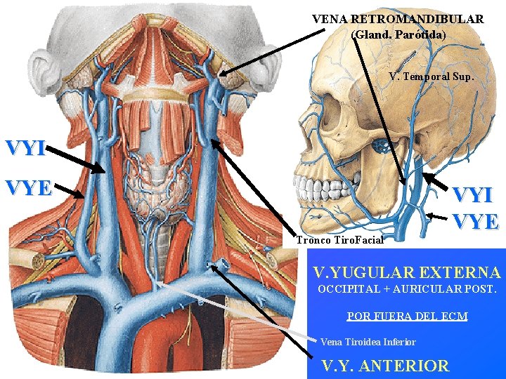 VENA RETROMANDIBULAR (Gland. Parótida) V. Temporal Sup. VYI VYE Tronco Tiro. Facial VYI VYE