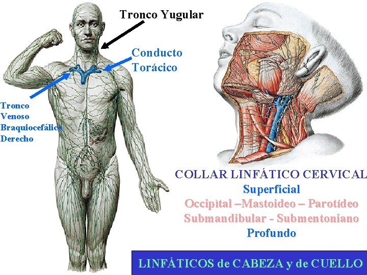 Tronco Yugular Conducto Torácico Tronco Venoso Braquiocefálico Derecho COLLAR LINFÁTICO CERVICAL Superficial Occipìtal –Mastoideo