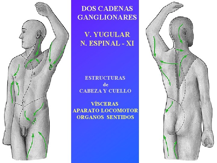 DOS CADENAS GANGLIONARES V. YUGULAR N. ESPINAL - XI ESTRUCTURAS de CABEZA Y CUELLO