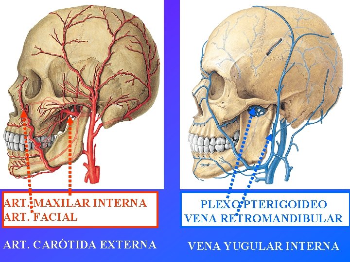 ART. MAXILAR INTERNA ART. FACIAL ART. CARÓTIDA EXTERNA PLEXO PTERIGOIDEO VENA RETROMANDIBULAR VENA YUGULAR