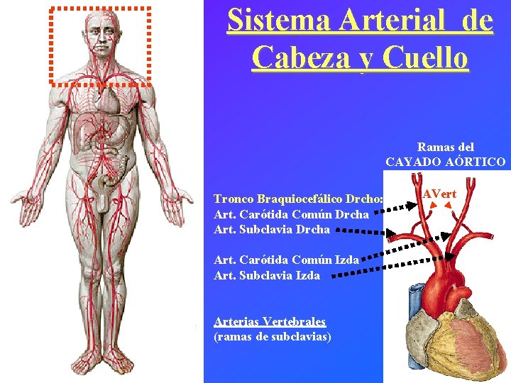 Sistema Arterial de Cabeza y Cuello Ramas del CAYADO AÓRTICO Tronco Braquiocefálico Drcho: Art.