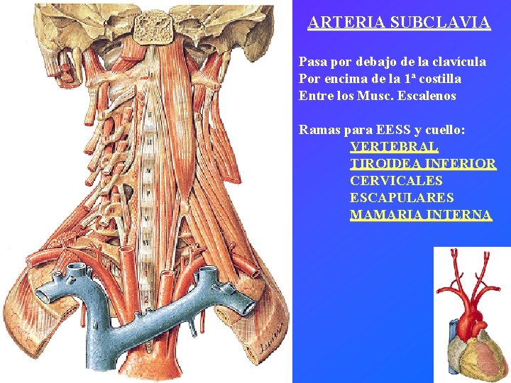 ARTERIA SUBCLAVIA Pasa por debajo de la clavícula Por encima de la 1ª costilla