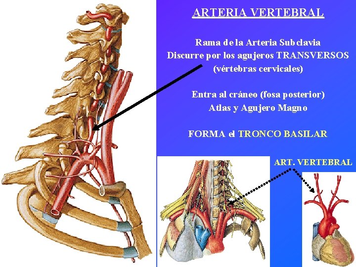 ARTERIA VERTEBRAL Rama de la Arteria Subclavia Discurre por los agujeros TRANSVERSOS (vértebras cervicales)
