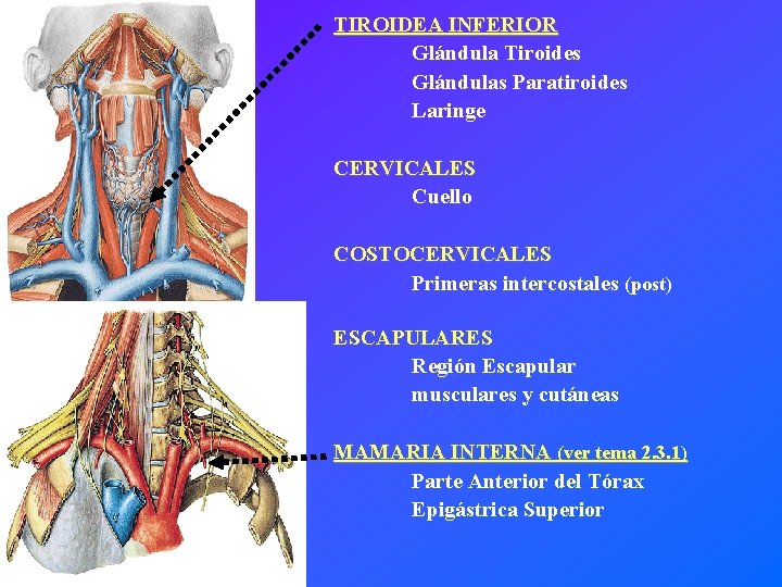 TIROIDEA INFERIOR Glándula Tiroides Glándulas Paratiroides Laringe CERVICALES Cuello COSTOCERVICALES Primeras intercostales (post) ESCAPULARES