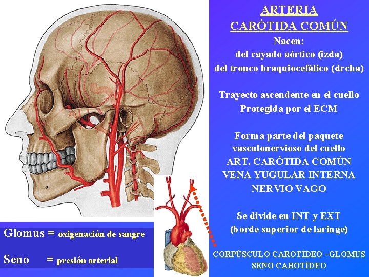 ARTERIA CARÓTIDA COMÚN Nacen: del cayado aórtico (izda) del tronco braquiocefálico (drcha) Trayecto ascendente