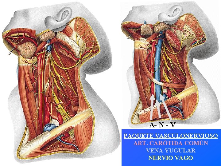 A- N - V PAQUETE VASCULONERVIOSO ART. CARÓTIDA COMÚN VENA YUGULAR NERVIO VAGO 