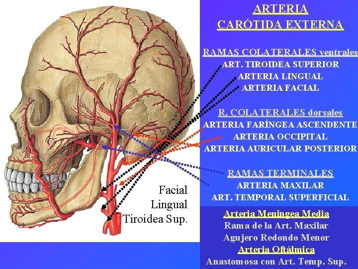 ARTERIA CARÓTIDA EXTERNA RAMAS COLATERALES ventrales ART. TIROIDEA SUPERIOR ARTERIA LINGUAL ARTERIA FACIAL R.