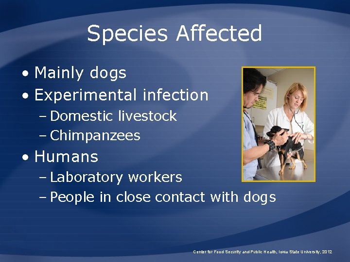 Species Affected • Mainly dogs • Experimental infection – Domestic livestock – Chimpanzees •