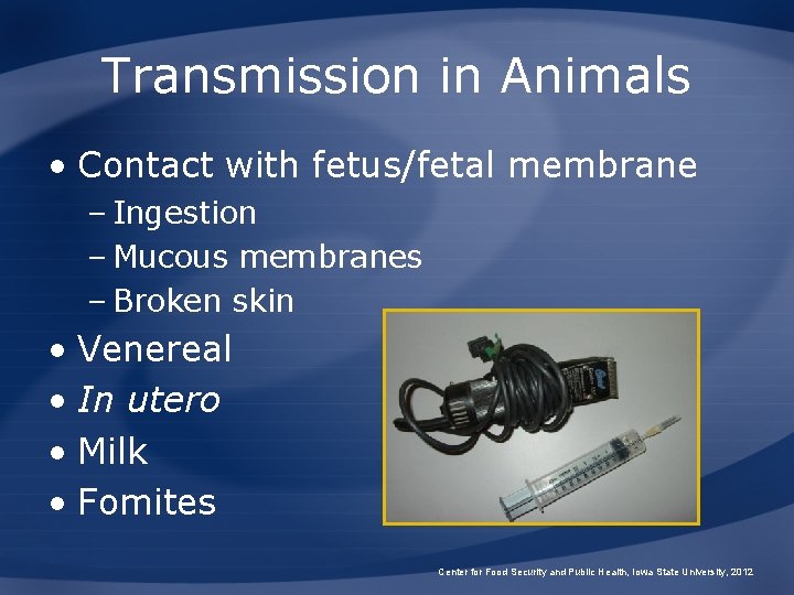 Transmission in Animals • Contact with fetus/fetal membrane – Ingestion – Mucous membranes –