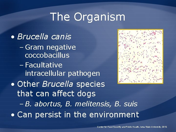 The Organism • Brucella canis – Gram negative coccobacillus – Facultative intracellular pathogen •