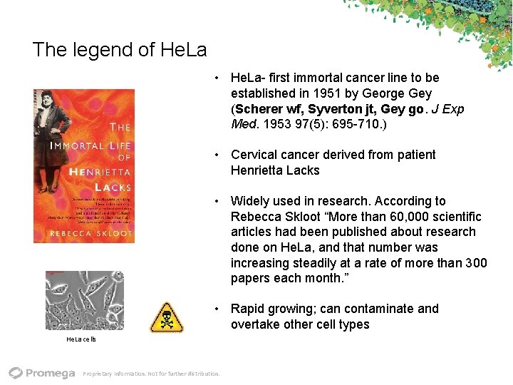 The legend of He. La • He. La first immortal cancer line to be