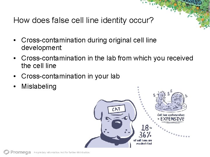 How does false cell line identity occur? • Cross contamination during original cell line