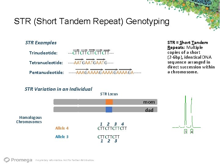STR (Short Tandem Repeat) Genotyping STR Examples Trinucleotide: ‐‐‐CTTCTTCTT‐‐‐ Tetranucleotide: ‐‐‐‐AATGAATG‐‐‐‐ STR = Short