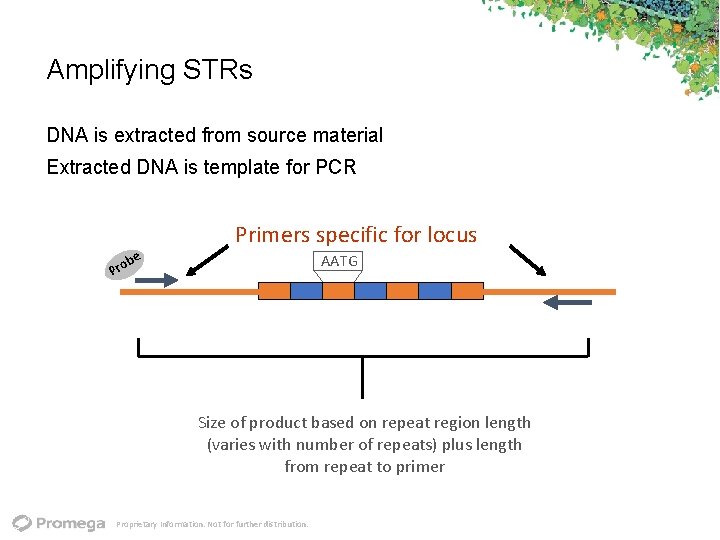Amplifying STRs DNA is extracted from source material Extracted DNA is template for PCR