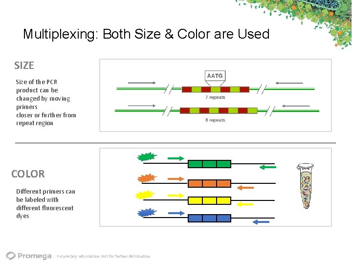 Multiplexing: Both Size & Color are Used SIZE Size of the PCR product can