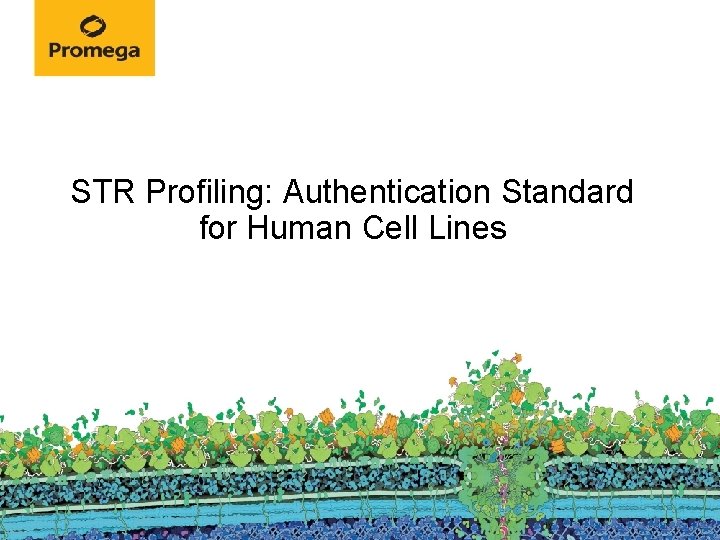 STR Profiling: Authentication Standard for Human Cell Lines 