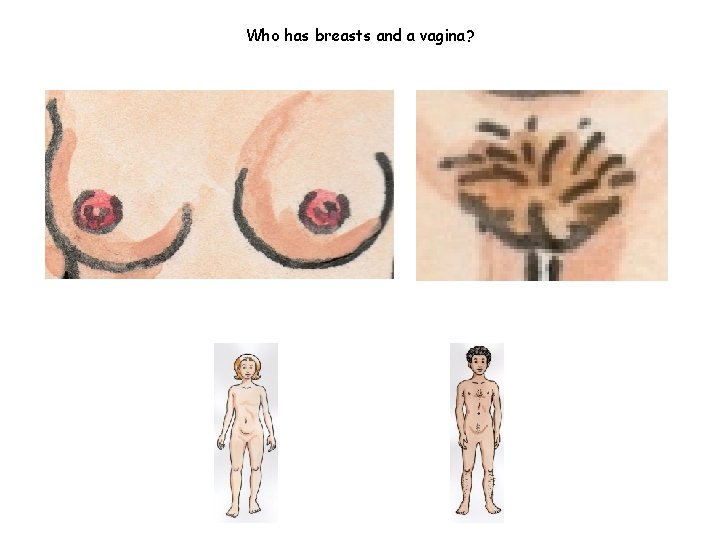 Who has breasts and a vagina? 