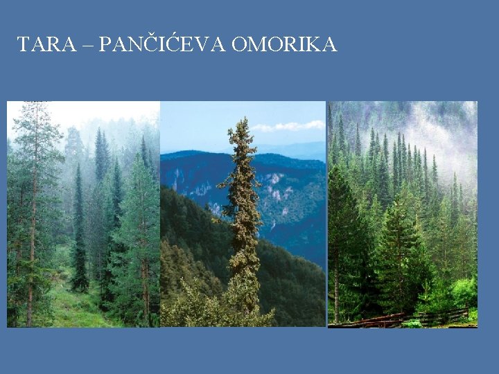 TARA – PANČIĆEVA OMORIKA 