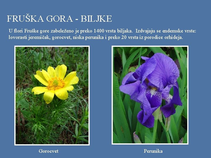 FRUŠKA GORA - BILJKE U flori Fruške gore zabeleženo je preko 1400 vrsta biljaka.