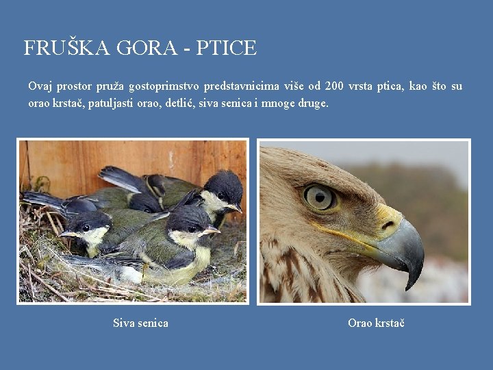 FRUŠKA GORA - PTICE Ovaj prostor pruža gostoprimstvo predstavnicima više od 200 vrsta ptica,