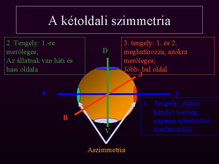 A kétoldali szimmetria 2. Tengely: 1. -re merőleges; Az állatnak van háti és hasi