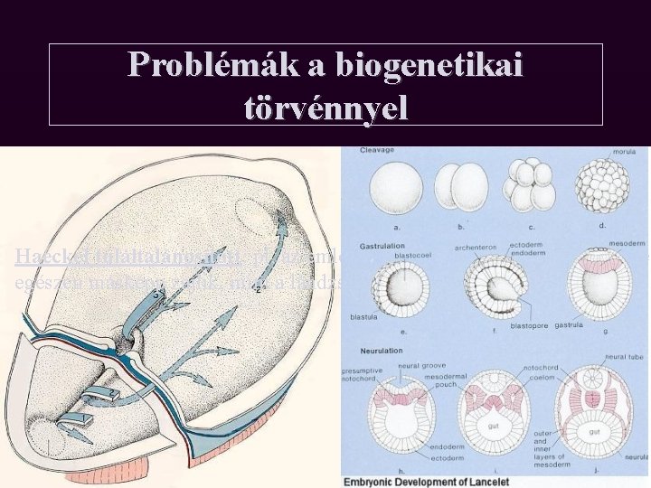 Problémák a biogenetikai törvénnyel Haeckel túláltalánosított: pl. az emlősök egyedfejlődésének több lépése egészen másképp