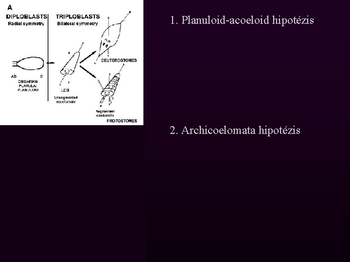 1. Planuloid-acoeloid hipotézis 2. Archicoelomata hipotézis 