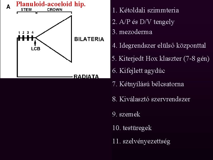 Planuloid-acoeloid hip. 1. Kétoldali szimmteria 2. A/P és D/V tengely 3. mezoderma 4. Idegrendszer
