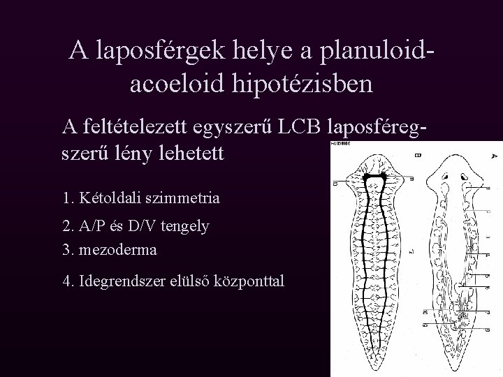 A laposférgek helye a planuloidacoeloid hipotézisben A feltételezett egyszerű LCB laposféregszerű lény lehetett 1.