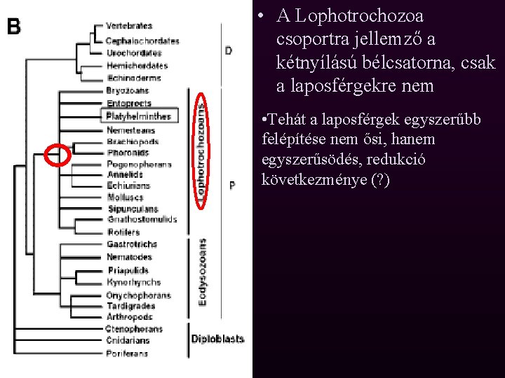  • A Lophotrochozoa csoportra jellemző a kétnyílású bélcsatorna, csak a laposférgekre nem •